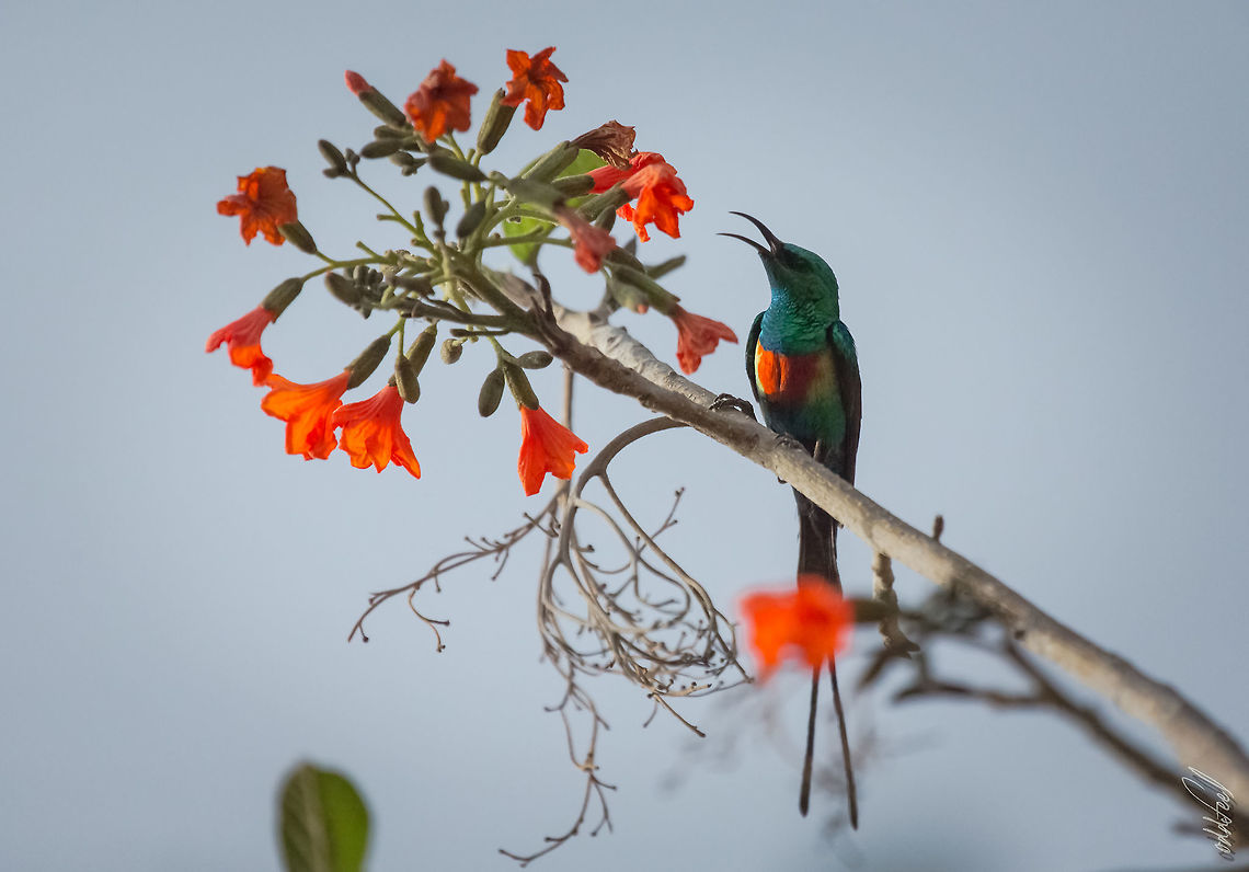 Beautiful Sunbird Souimanga &agrave; longue queue<br />
Cinnyris pulchellus - Beautiful Sunbird Beautiful Sunbird,Burkina Faso,Cinnyris pulchellus,Geotagged,Spring,africa,bird,souimanga,sunbird,wild,wildlife