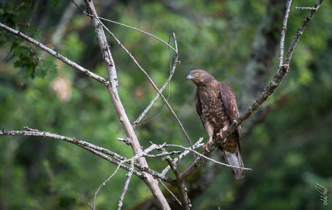European Honey Buzzard European Honey Buzzard<br />
Bondr&eacute;e apivore<br />
<br />
Pernis apivorus <br />
<br />
Dordogne<br />
France Dordogne,European honey buzzard,France,Geotagged,Pernis apivorus,Summer,bird,wild,wildlife