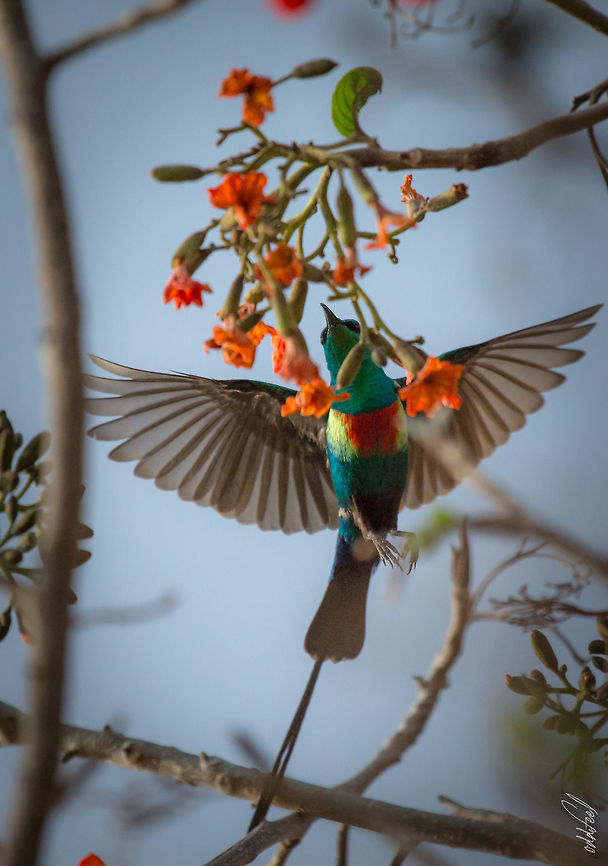 Beautiful Sunbird Souimanga &agrave; longue queue<br />
Cinnyris pulchellus - Beautiful Sunbird Africa,Beautiful Sunbird,Burkina Faso,Cinnyris pulchellus,Geotagged,Souimanga,Spring,wild,wildlife
