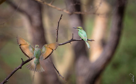 Bee-Eater Blue-cheeked Bee-eater
Gu&ecirc;pier de Perse
Merops persicus  Africa,Bird,Blue-cheeked bee-eater,Burkina Faso,Geotagged,Gu&eacute;pier,Merops persicus,Spring,Wild,Wildlife