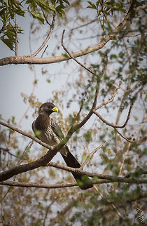 Western Plantain-eater Touraco Gris
Western Plantain-eater
Crinifer piscator
Burkina Faso Africa,Bird,Burkina Faso,Crinifer piscator,Geotagged,Spring,Western Plantain-eater,Wild,Wildlife
