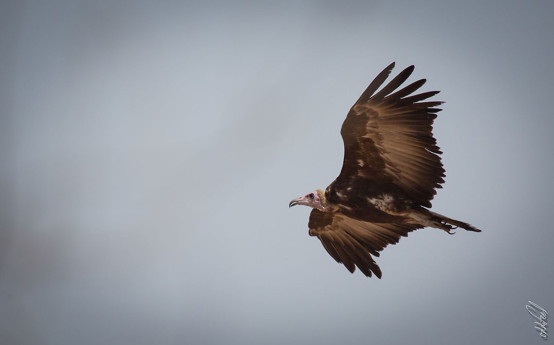 Hooded Vulture Vautour charognard<br />
Necrosyrtes monachus - Hooded Vulture<br />
<br />
Burkina Faso Africa,Burkina Faso,Flying,Geotagged,Hooded Vulture,Necrosyrtes monachus,Spring,Vautour,Wild,wildlife,wings