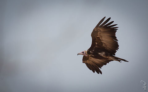 Hooded Vulture Vautour charognard
Necrosyrtes monachus - Hooded Vulture

Burkina Faso Africa,Burkina Faso,Flying,Geotagged,Hooded Vulture,Necrosyrtes monachus,Spring,Vautour,Wild,wildlife,wings
