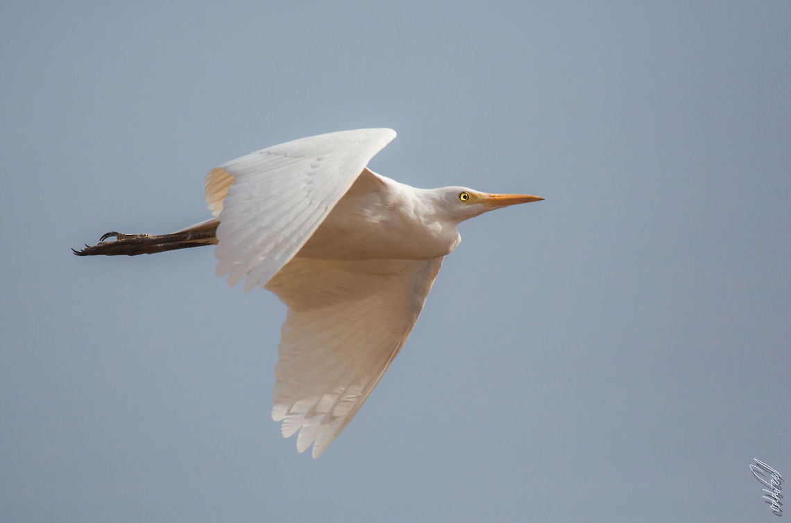 Western Cattle Egret Western Cattle Egret<br />
H&eacute;ron garde-boeufs<br />
Bubulcus ibis  Bubulcus ibis,Burkina Faso,Cattle egret,Fall,Geotagged