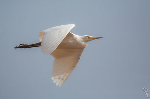 Western Cattle Egret Western Cattle Egret
Héron garde-boeufs
Bubulcus ibis  Bubulcus ibis,Burkina Faso,Cattle egret,Fall,Geotagged