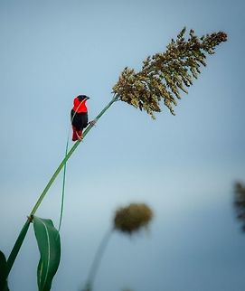 Red Bishop Northern Red Bishop
Euplectes franciscanus 
Euplecte franciscain

Burkina Faso Burkina Faso,Euplectes franciscanus,Northern red bishop