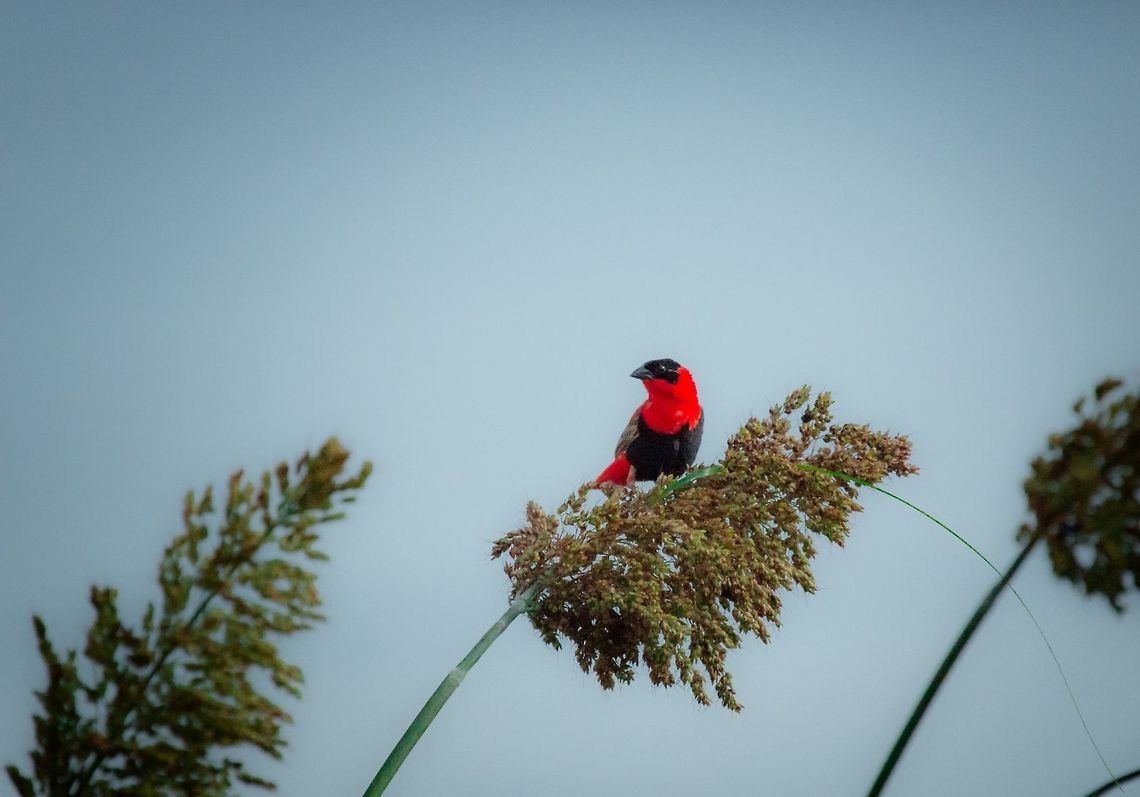 Red Bishop Northern Red Bishop<br />
Euplectes franciscanus - <br />
Euplecte franciscain<br />
<br />
Burkina Faso Burkina Faso,Euplectes franciscanus,Geotagged,Northern red bishop,Summer