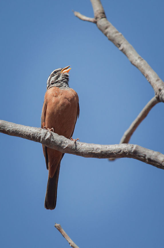 Cinnamon-breasted Bunting Bruant cannelle - <br />
<br />
Emberiza tahapisi<br />
Cinnamon-breasted Bunting<br />
<br />
Burkina Faso Burkina Faso,Cinnamon-breasted bunting,Emberiza tahapisi,Geotagged,Winter
