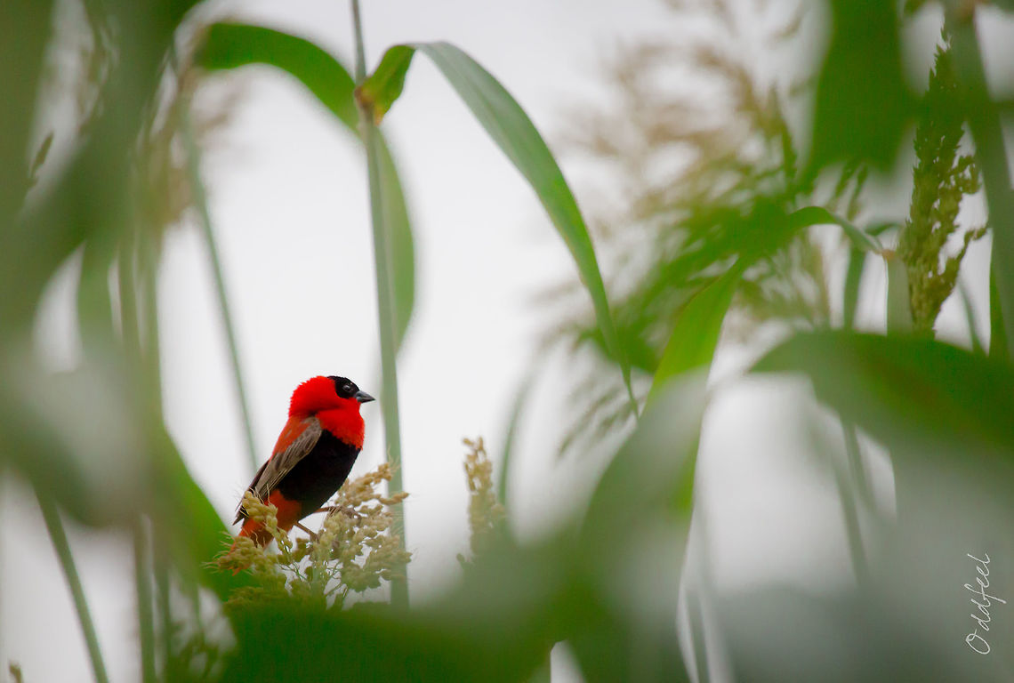 Red Bishop Northern Red Bishop<br />
Euplectes franciscanus -<br />
Euplecte franciscain<br />
<br />
Parade plumage Burkina Faso,Euplectes franciscanus,Geotagged,Northern red bishop,Summer