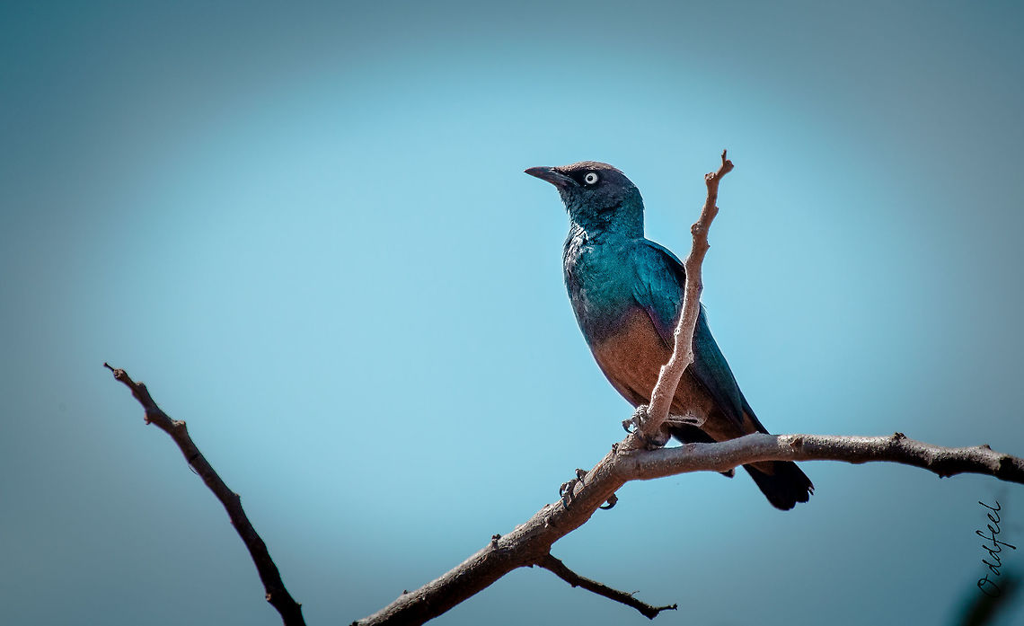 Chestnut-bellied Starling Choucador &agrave; ventre roux<br />
Lamprotornis pulcher - <br />
Chestnut-bellied Starling<br />
<br />
Burkina Faso Burkina Faso,Chestnut-bellied starling,Fall,Geotagged,Ghana,Lamprotornis pulcher