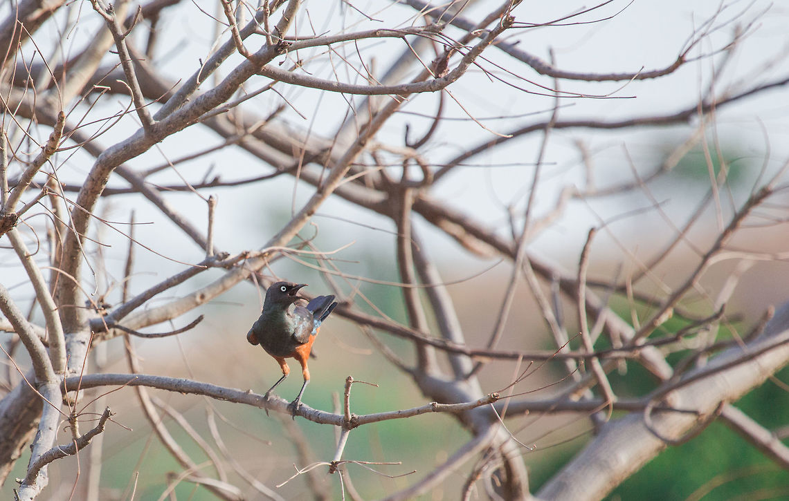 Chestnut-bellied Starling Choucador &agrave; ventre roux<br />
Lamprotornis pulcher - Chestnut-bellied Starling<br />
<br />
Burkina Faso Burkina Faso,Chestnut-bellied starling,Fall,Geotagged,Lamprotornis pulcher