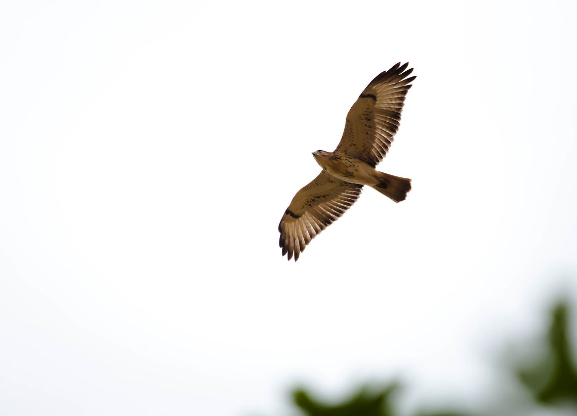 Red-necked Buzzard Buse d'Afrique<br />
Buteo auguralis - <br />
Red-necked Buzzard<br />
<br />
Burkina Faso Burkina Faso,Buteo auguralis,Geotagged,Red-necked buzzard,Spring