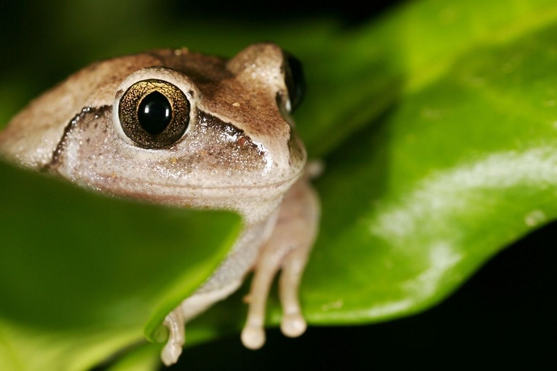 Rusty Forest Tree Frog Rusty Forest Tree Frog<br />
<br />
Leptopelis viridis<br />
Burkina Faso Burkina Faso,Geotagged,Leptopelis viridis,Spring