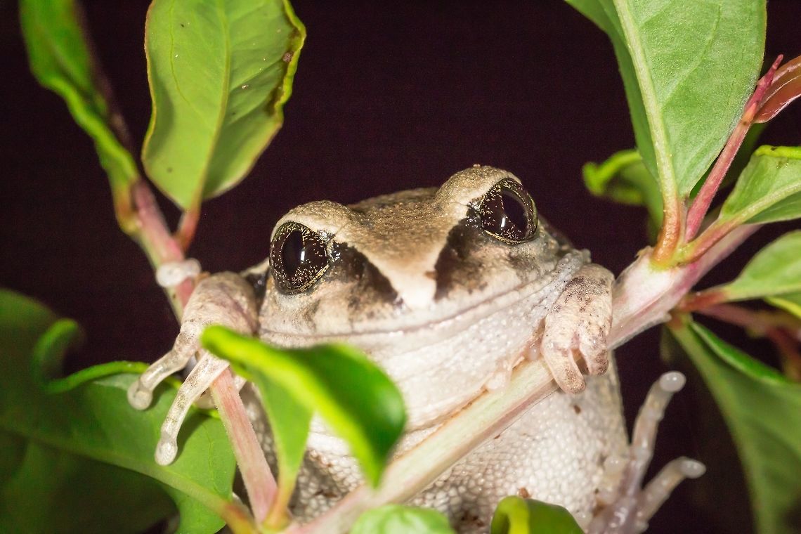 Rusty Forest Tree Frog Rusty Forest Tree Frog<br />
Leptopelis viridis<br />
<br />
Burkina Faso Burkina Faso,Geotagged,Leptopelis viridis,Summer