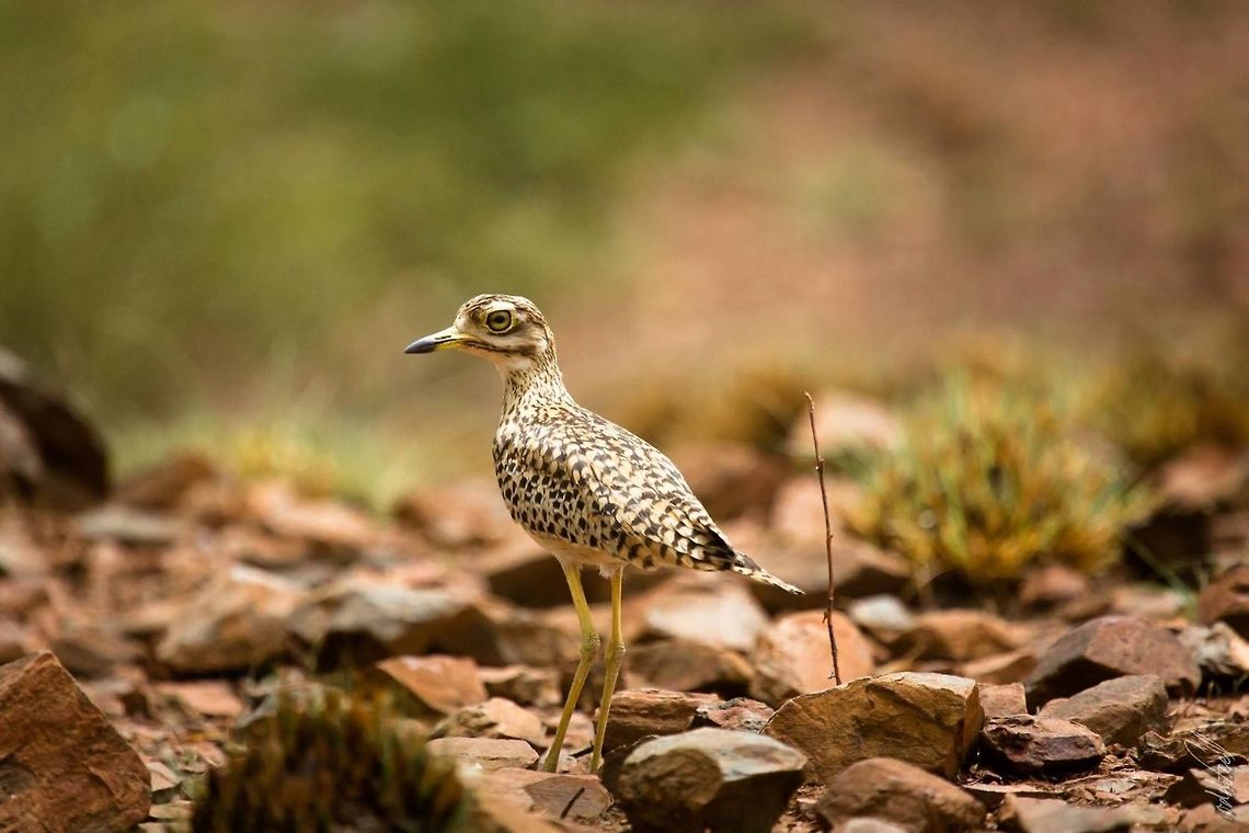 Spotted Thick-knee OEdicn&egrave;me tachard<br />
<br />
Burhinus capensis<br />
Spotted Thick-knee<br />
<br />
Burkina Faso Africa,Burhinus capensis,Burkina Faso,Geotagged,Spotted Thick-knee,wild,wildlife
