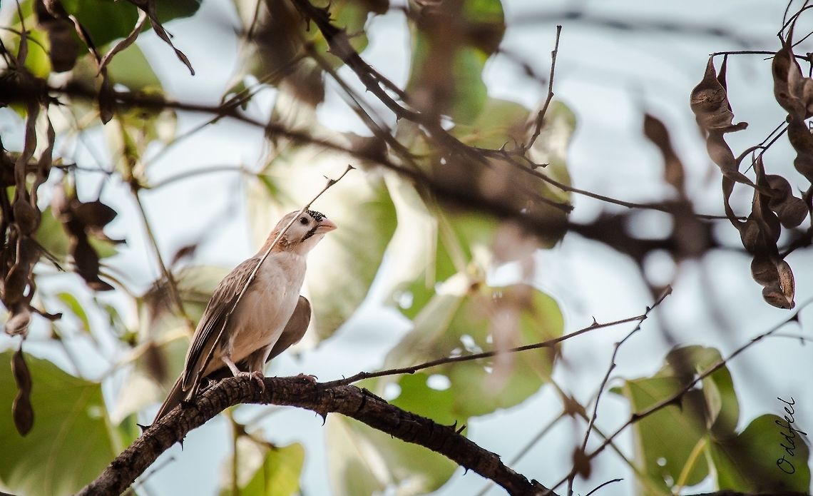Speckle-fronted Weaver Sporopipe quadrill&eacute;<br />
Sporopipes frontalis<br />
<br />
Speckle-fronted Weaver<br />
Burkina Faso Africa,Burkina Faso,Fall,Geotagged,Speckle-fronted weaver,Sporopipes frontalis,wild,wildlife