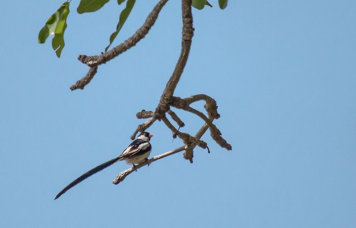 Pin-tailed Whydah Veuve dominicaine<br />
Vidua macroura<br />
Pin-tailed Whydah<br />
<br />
Burkina Faso Burkina Faso,Geotagged,Pin-tailed whydah,Summer,Vidua macroura