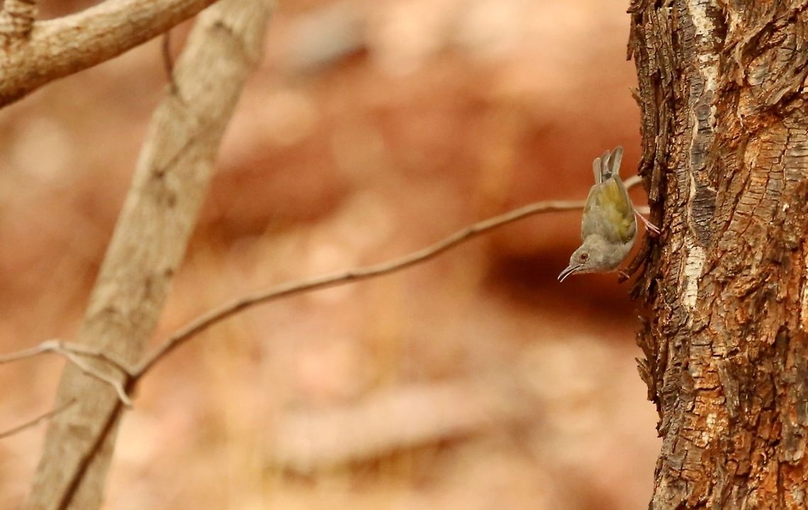 Grey-backed Camaroptera Camaropt&egrave;re &agrave; dos gris<br />
Camaroptera brevicaudata - Grey-backed Camaroptera Burkina Faso,Camaroptera brevicaudata,Dry Season,Geotagged,Grey-backed camaroptera,Savanna,Spring,Wild,Wildlife