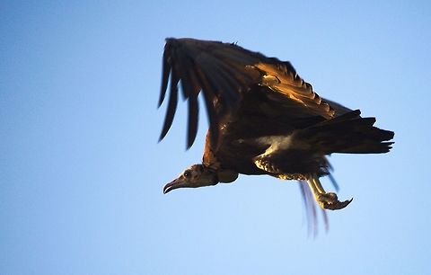 Hooded Vulture Hooded Vulture
Vautour Charognard

Necrosyrtes monachus

Burkina Faso Burkina Faso,Geotagged,Hooded Vulture,Necrosyrtes monachus,Summer,Wild,bird,flying,internationalvultureawarnessday,wildlife,wings