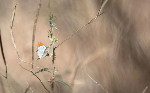 The Red Tip The Red Tip
Colotis antevippe

Burkina Faso Acraea,Burkina Faso,Colotis antevippe,Fall,Geotagged,Red Tip,buterfly
