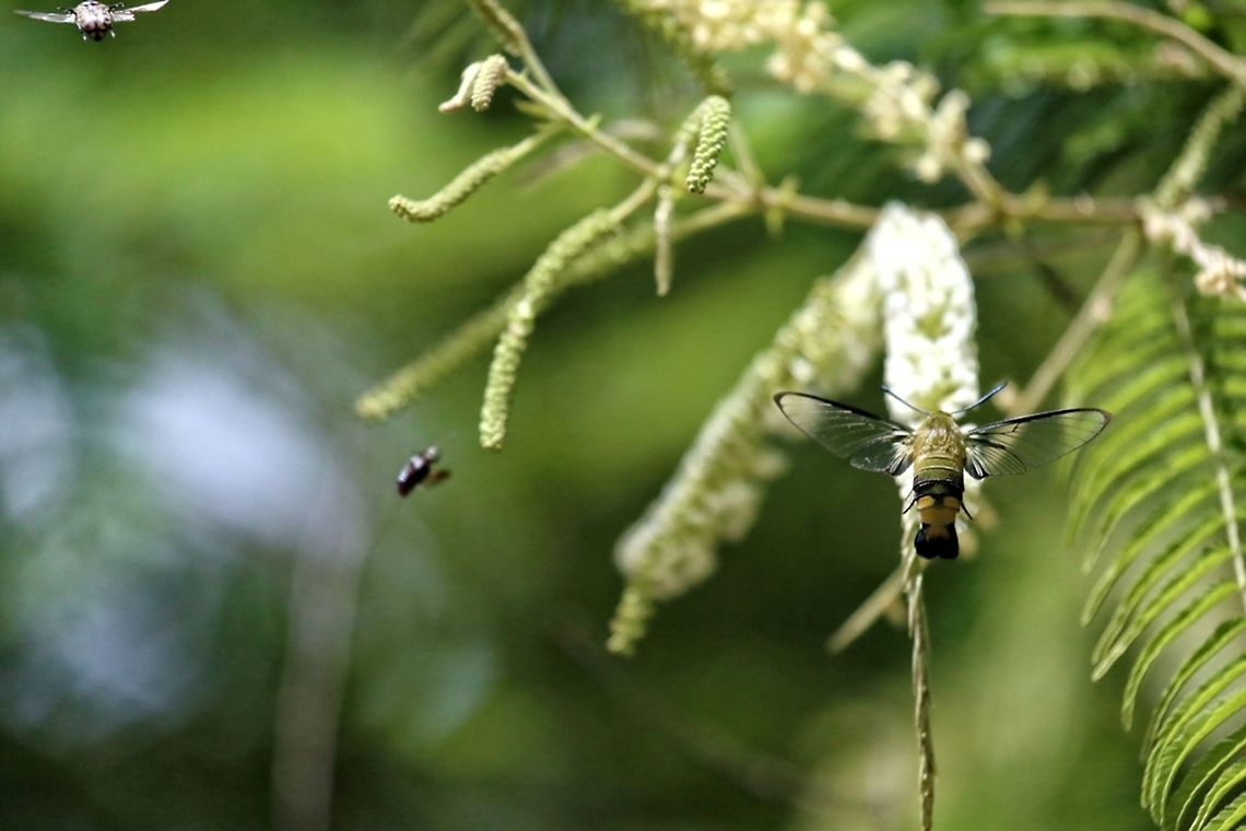 The Pellucid Hawk Moth The Pellucid Hawk Moth<br />
Cephonodes hylas<br />
<br />
Burkina Faso Africa,Burkina Faso,Cephonodes hylas,Geotagged,Moro,Pellucid Hawk Moth,Sphinx,Spring,wild,wildlife,winter
