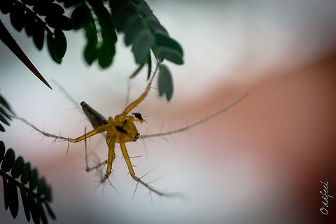 Male Yellow Lynx Spider Peucetia

Burkina Faso Africa,Burkina Faso,Geotagged,Lynx,Peucetia,Spider,Summer