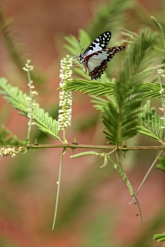 White Lady Graphium Angolanus<br />
Burkina Faso Angola White Lady,Burkina Faso,Geotagged,Graphium angolanus,Spring,White Lady