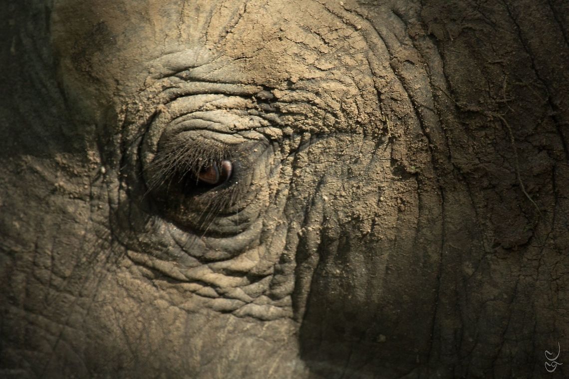 Intensity During a walk into some Zambian bushes, I had one of the best contact that a wildlife photographer could have in his life.<br />
Meeting with an Elephant, skin contact, so close<br />
<br />
Loxodonta africana Canon 5D mk3 - 800 mm<br />
Zambia Africa,African bush elephant,Elephant,Geotagged,Loxodonta africana,Zambia,bush,intensity,nature,proxy,wild,wildlife
