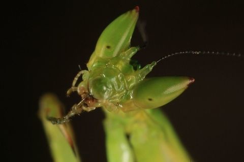 Forest Mantis Gabon Deep Jungle
Canon 5D MKIII MPE 65 mm

 65 mm,Eyes,Forest,Gabon,Geotagged,Green,Jungle,MP-E,Mantis