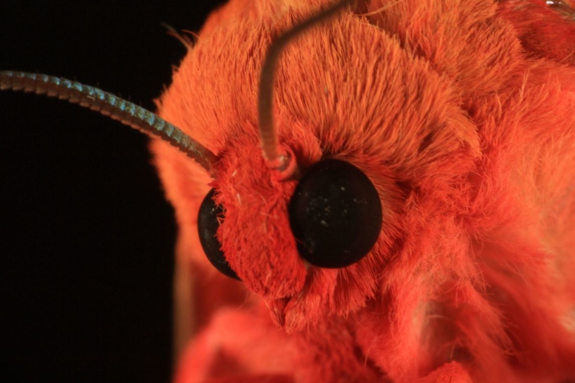 Furry Moth Moth<br />
Gabon deep jungle<br />
Mokekou hills<br />
<br />
<br />
Canon 5Dmk3<br />
MPE 65 mm Africa,Gabon,Geotagged,eyes,forest,gabon,jungle,mokekou,moth,mpe,orange,wild,wildlife