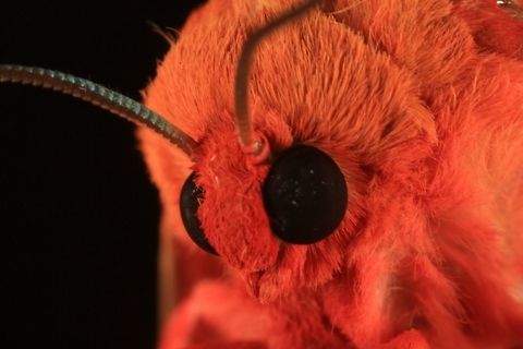 Furry Moth Moth
Gabon deep jungle
Mokekou hills


Canon 5Dmk3
MPE 65 mm Africa,Gabon,Geotagged,eyes,forest,gabon,jungle,mokekou,moth,mpe,orange,wild,wildlife