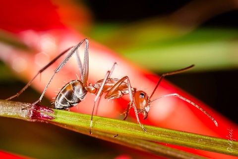 Pretty woman Ant with long legs
Burkina Faso

MPE 65 mm 65 mm,Africa,Ant,Burkina,Burkina Faso,Geotagged,Legs,MPE,wildlife