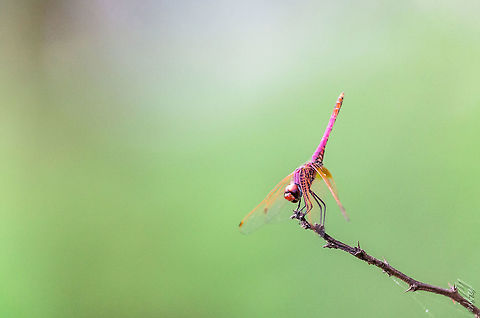 Purple One Purple Dragonfly Africa,Burkina Faso,Burkina faso,Dragonfly,Geotagged,Green,Proxy,Purple,Summer,Trithemis annulata,Violet dropwing