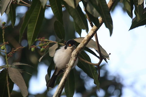 Puffback Northern Puffback
Cubla de Gambie


Dryoscopus gambensis -  Côte d'Ivoire,Dryoscopus gambensis,Geotagged,Northern puffback,Winter