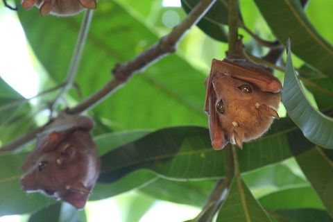 Veldkamp's dwarf epauletted bat Veldkamp's dwarf epauletted bat  
(Nanonycteris veldkampii) 

Ivory Coast C&ocirc;te d'Ivoire,Geotagged,Nanonycteris veldkampii,Veldkamp's dwarf epauletted fruit bat,Winter