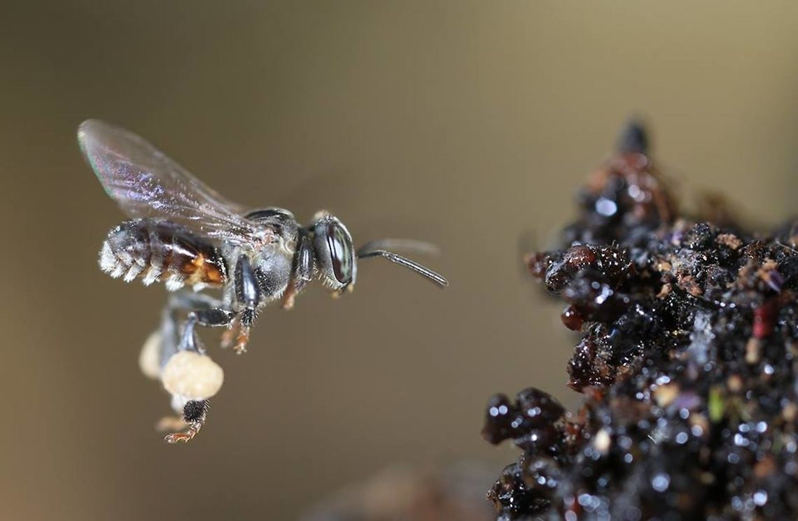 Melittidae Bees? Macropis? Ivory Coast C&ocirc;te d'Ivoire,Geotagged