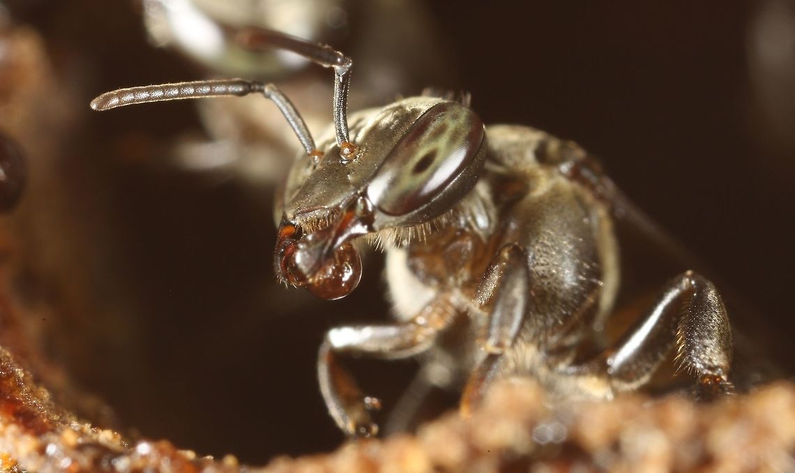 Same bee...ID? Ivory Coast C&ocirc;te d'Ivoire,Geotagged,Winter