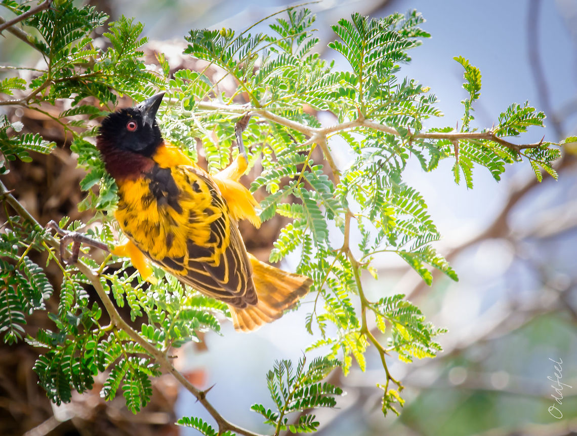 Tisserin gendarme Village Weaver<br />
Ploceus cucullatus - Tisserin gendarme Burkina Faso,Geotagged,Ploceus cucullatus,Summer,Tisserin gendarme,Village weaver