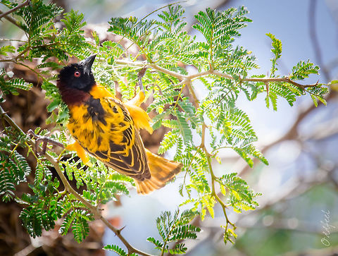 Tisserin gendarme Village Weaver
Ploceus cucullatus - Tisserin gendarme Burkina Faso,Geotagged,Ploceus cucullatus,Summer,Tisserin gendarme,Village weaver