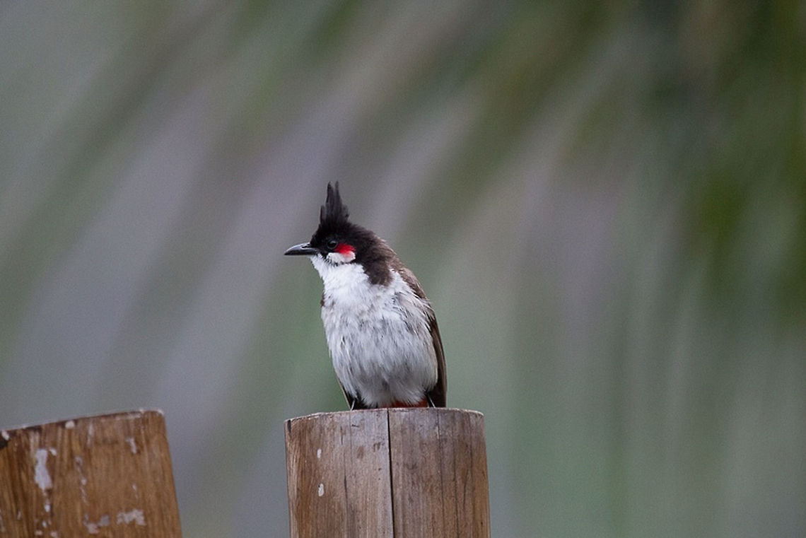 Merle de Maurice Bulbul orph&eacute;e<br />
Pycnonotus jocosus <br />
<br />
Red-whiskered Bulbul Geotagged,Mauritius,Pycnonotus jocosus,Red-whiskered bulbul