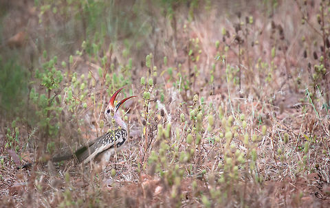 Calao &agrave; bec rouge Northern Red-billed Hornbill
Tockus erythrorhynchus - 

Calao &agrave; bec rouge Burkina Faso,Fall,Geotagged,Northern red-billed hornbill,Tockus erythrorhynchus