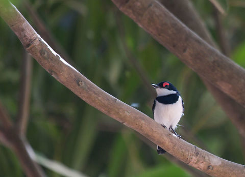 Brown-throated Wattle-eye Brown-throated Wattle-eye 

Pririt &agrave; collier
Platysteira cyanea Brown-throated wattle-eye,C&ocirc;te d'Ivoire,Geotagged,Platysteira cyanea,Winter
