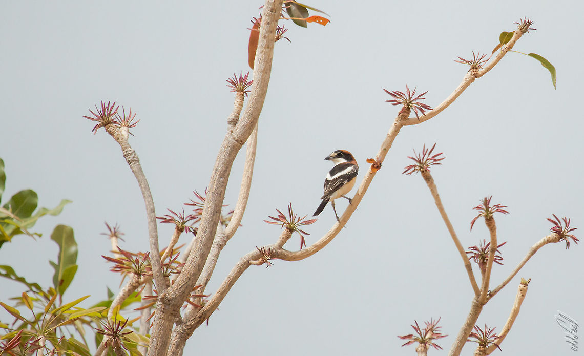 Woodchat Shrike Pie-gri&egrave;che &agrave; t&ecirc;te rousse<br />
Languis senator<br />
<br />
Woodchat Shrike Africa,Afrique,Burkina Faso,Geotagged,Lanius senator,Spring,Woodchat shrike
