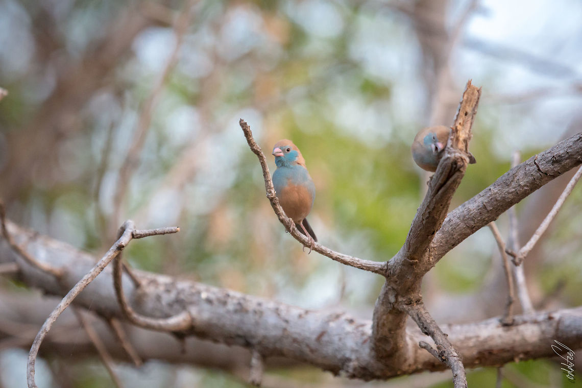 The Red-cheeked Cordon-bleu Some other oldies from my HD... Burkina Faso,Fall,Geotagged,Red-cheeked cordon-bleu,Uraeginthus bengalus