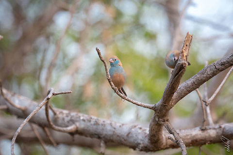 The Red-cheeked Cordon-bleu Some other oldies from my HD... Burkina Faso,Fall,Geotagged,Red-cheeked cordon-bleu,Uraeginthus bengalus
