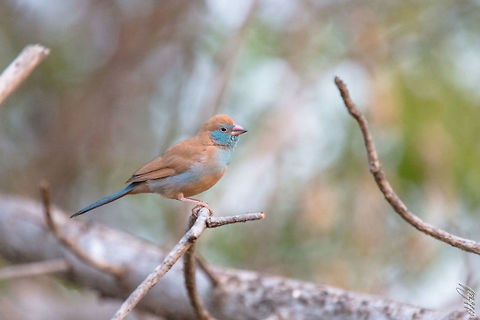 Red-cheeked cordon bleu  Burkina Faso,Fall,Geotagged,Red-cheeked cordon-bleu,Uraeginthus bengalus