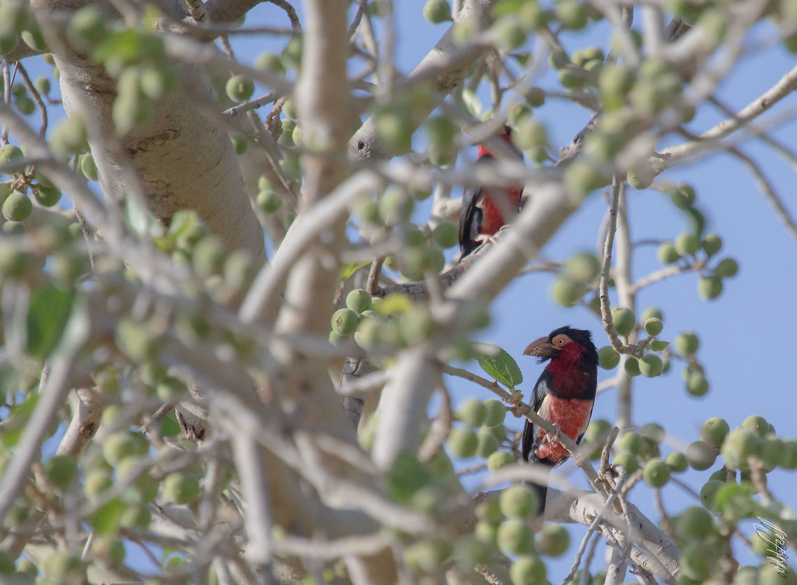 The Bearded Barbet Barbican &agrave; poitrine rouge<br />
Lybius dubius <br />
<br />
Bearded Barbet Bearded Barbet,Burkina Faso,Geotagged,Lybius dubius,Winter