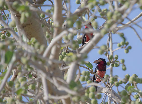 The Bearded Barbet Barbican &agrave; poitrine rouge
Lybius dubius 

Bearded Barbet Bearded Barbet,Burkina Faso,Geotagged,Lybius dubius,Winter