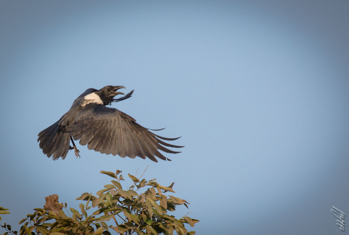 The Pied Crow Corbeau pie<br />
Corvus albus <br />
<br />
Pied Crow Burkina Faso,Corvus albus,Geotagged,Pied Crow,Winter