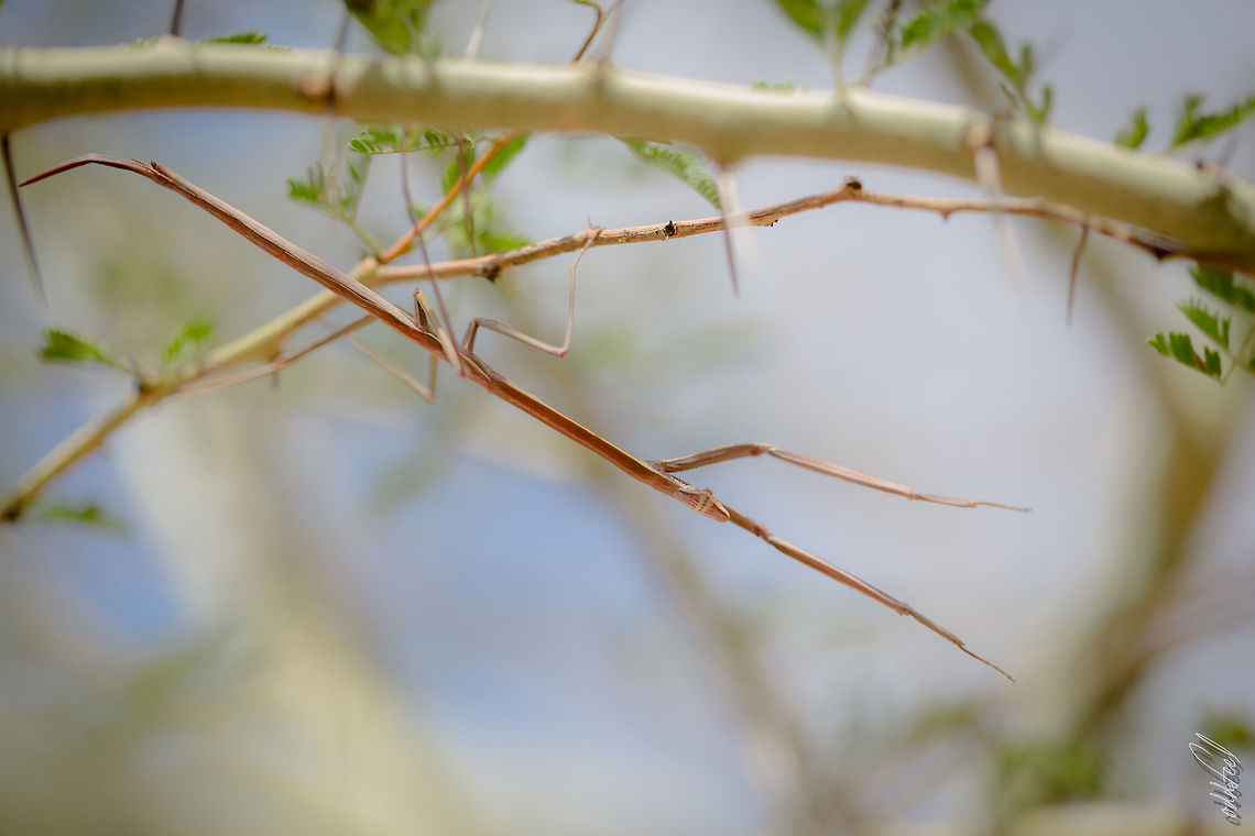 Stick mantis  Burkina Faso,Geotagged,Oxyothespis dumonti,Spring